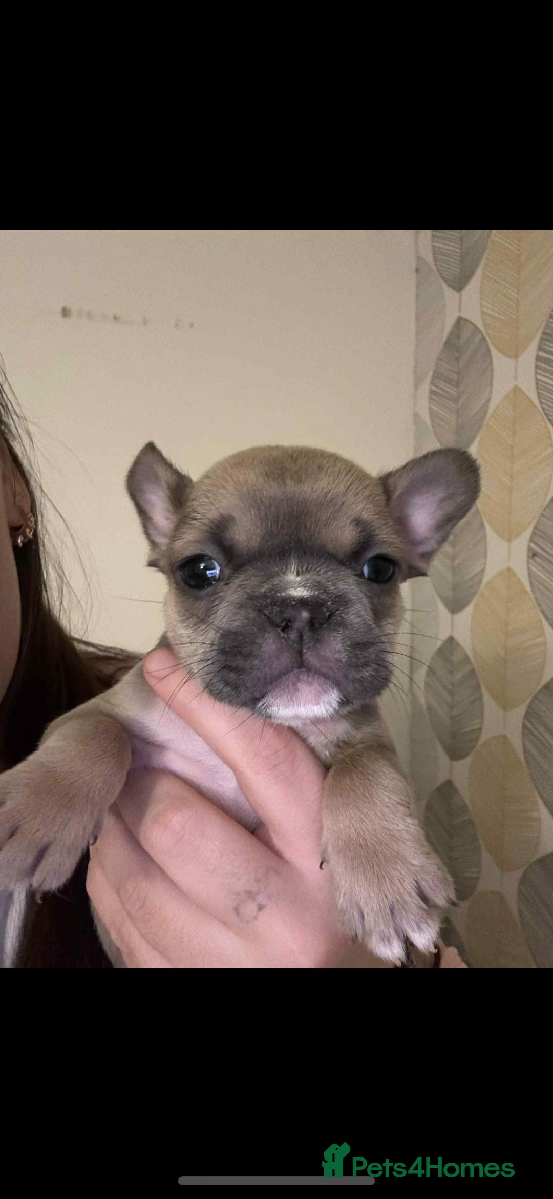 French Bulldog dogs for sale: French bulldog pups Ready & Reduced‼️ - Advert 2
