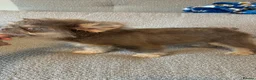 French Bulldog dogs for sale: French bulldog (Floodle puppies ) in Paisley - Advert 5