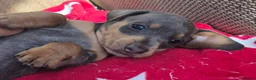 Miniature Dachshund dogs for sale: *£650* Miniature Dachshund Ready to go last male - Advert 19