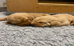 Labrador Retriever dogs for sale: Gorgeous KC registered Labrador Puppies  - Image 7