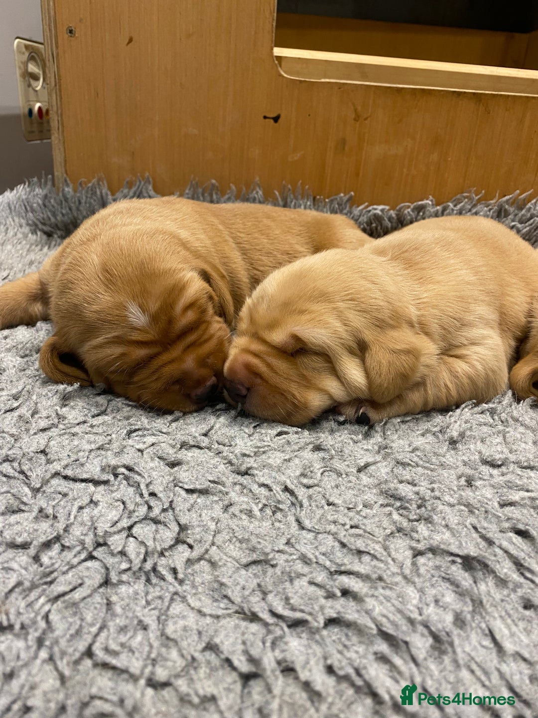 Labrador Retriever dogs for sale: Gorgeous KC registered Labrador Puppies  - Image 7