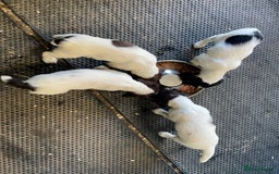 English Springer Spaniel dogs for sale: KC registered Springer Spaniel puppies for sale  - Image 3