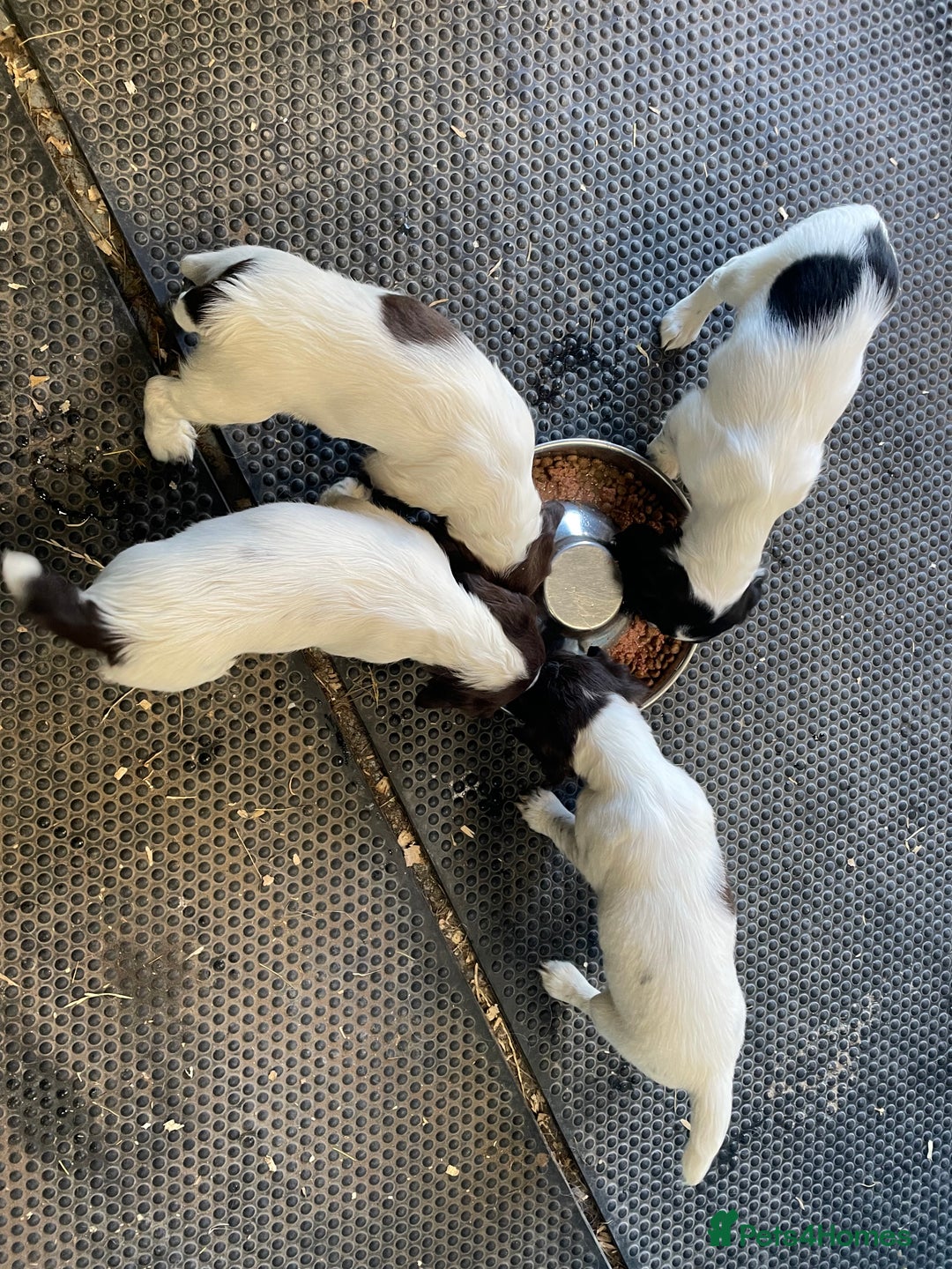 English Springer Spaniel dogs for sale: KC registered Springer Spaniel puppies for sale  - Image 3