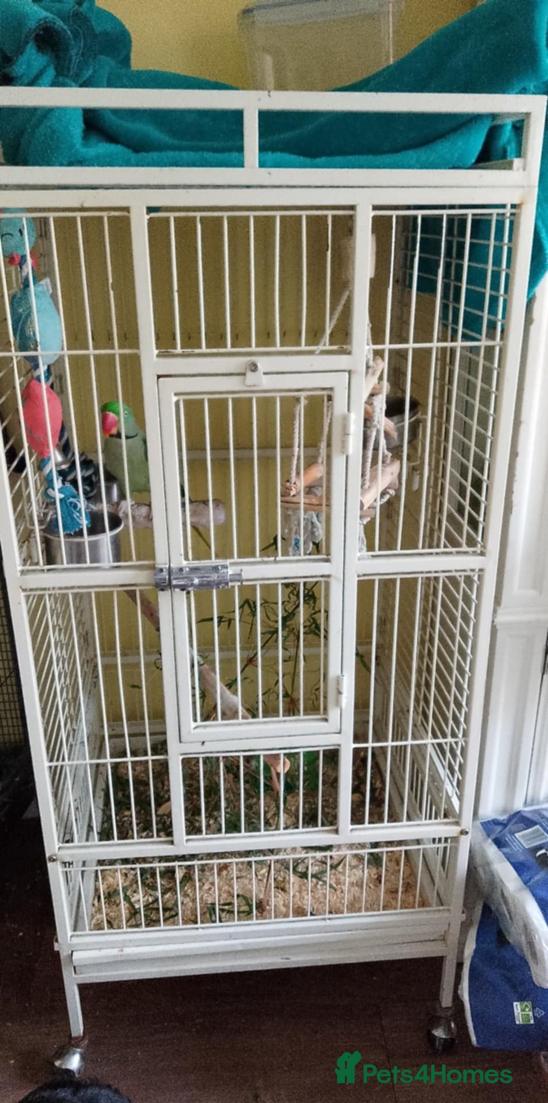 Parakeets birds for sale: Alexandrine Parakeet  - Image 3