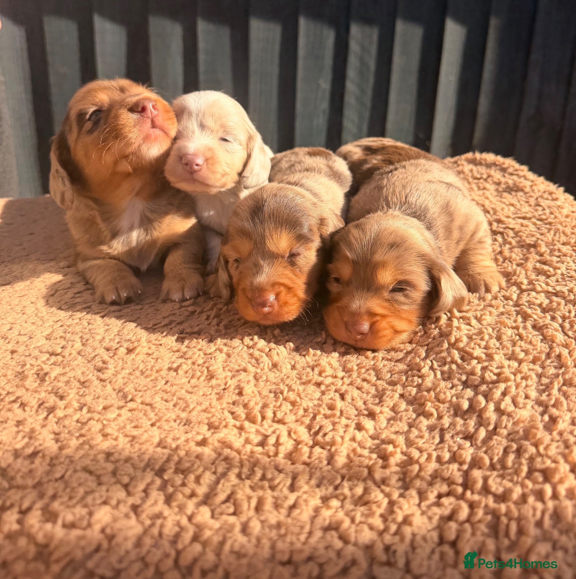 Miniature Dachshund dogs KC registered LONGHAIR MINIATURE DACHSHUNDS  - Advert 1