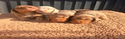 Miniature Dachshund dogs for sale: KC registered LONGHAIR MINIATURE DACHSHUNDS  - Advert 1