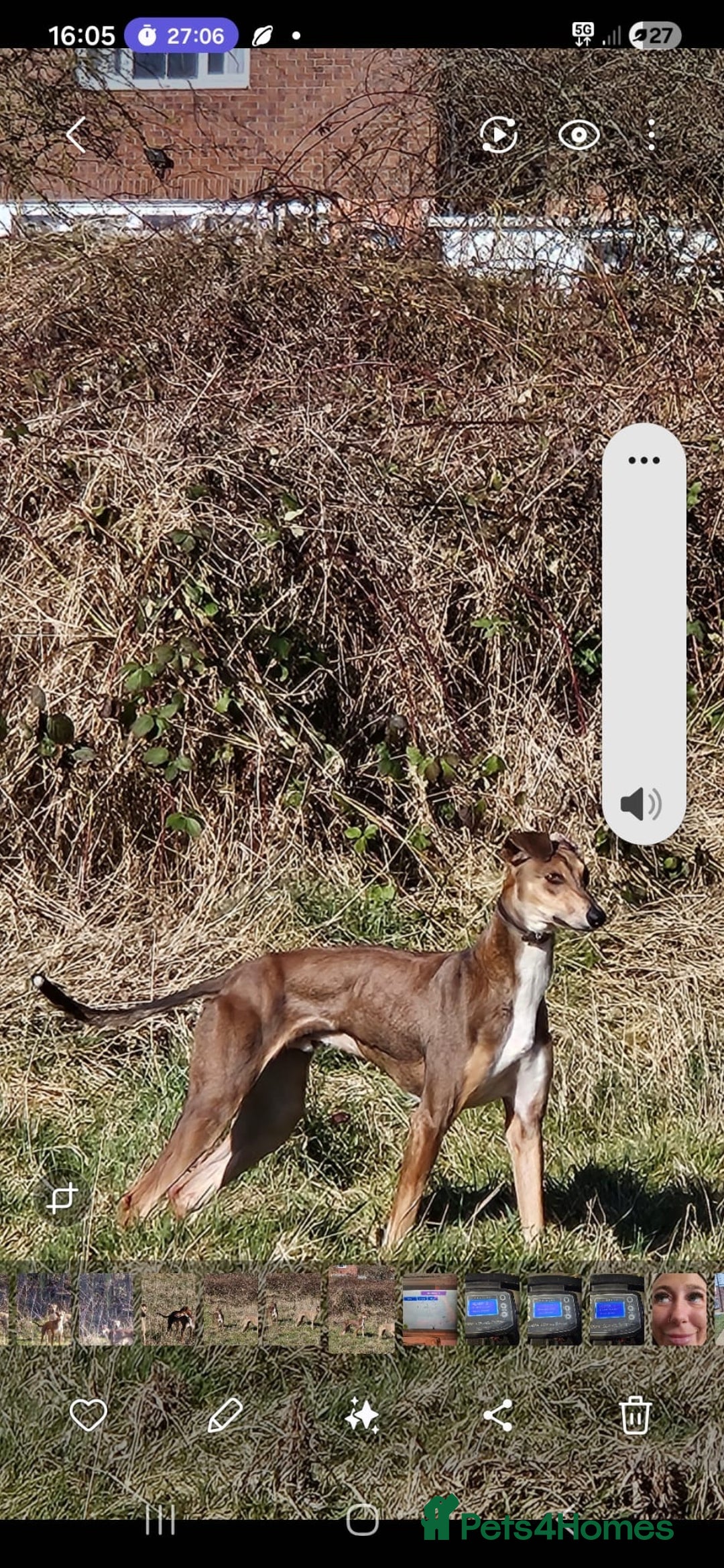 Lurcher dogs for sale: Saluki collie whippet bull greyhound - Advert 5