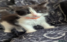 Maine Coon cats for sale: Maine Coon kittens  - Image 5