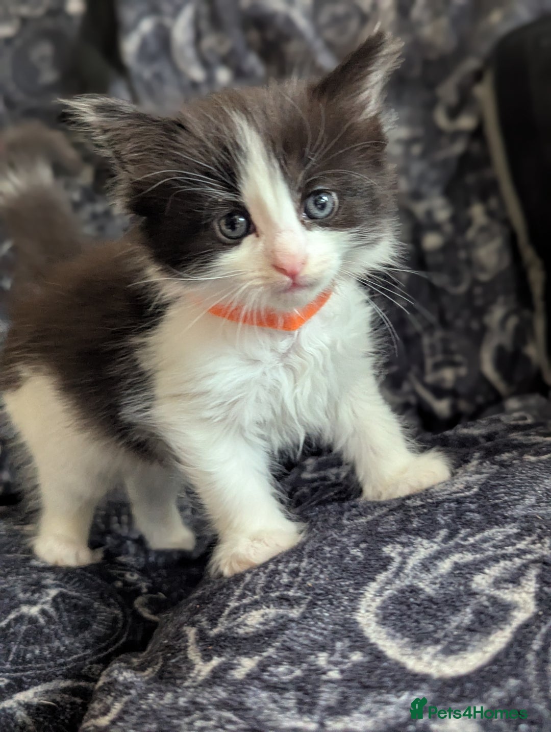Maine Coon cats for sale: Maine Coon kittens  - Image 5