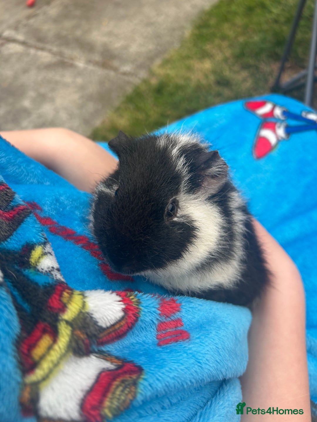 Guinea Pig rodents for sale: Guinea pigs & full set up for rehoming  - Image 3