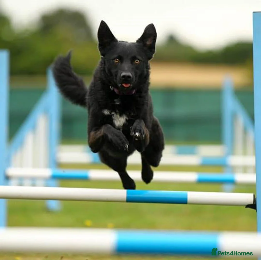 Mixed Breed dogs for adoption: JASMINE – Gorgeous Hungarian Mudi - Advert 2