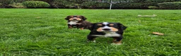Cocker Spaniel dogs for sale: Kc working cockers health tested parents  - Advert 7