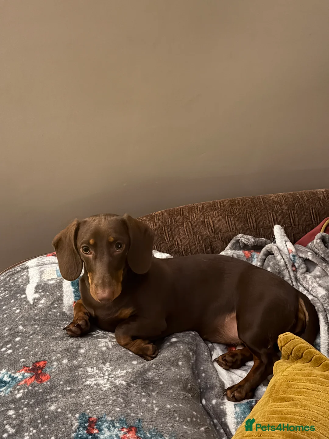 Dachshund dogs for sale: Miniature chocolate and Tan - Advert 1