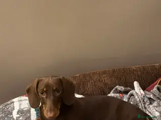 Dachshund dogs Miniature chocolate and Tan - Advert 8