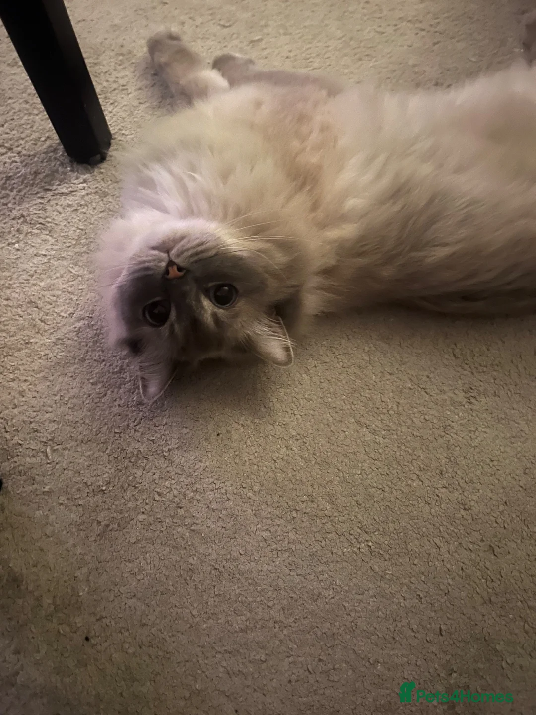 Ragdoll cats for sale: Male Ragdoll cat  in Nuneaton - Advert 2