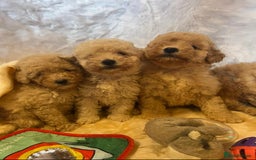 Cavapoo dogs for sale: Cavapoo mixed litter  - Image 6