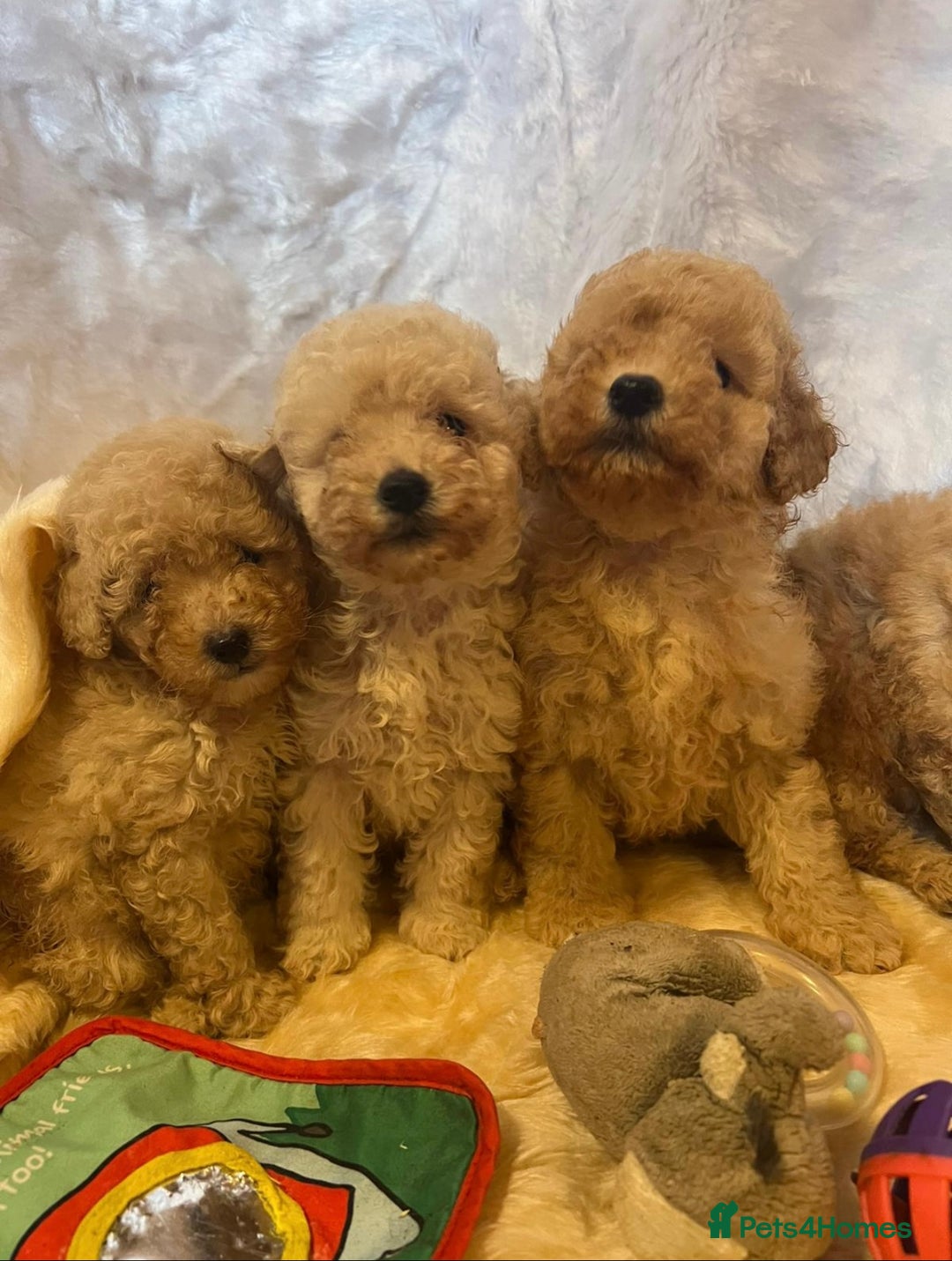 Cavapoo dogs for sale: Cavapoo mixed litter  - Image 6