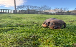 Dachshund dogs for sale: WHD - Wirehaired Dachshund (Teckle) Pups - Image 26