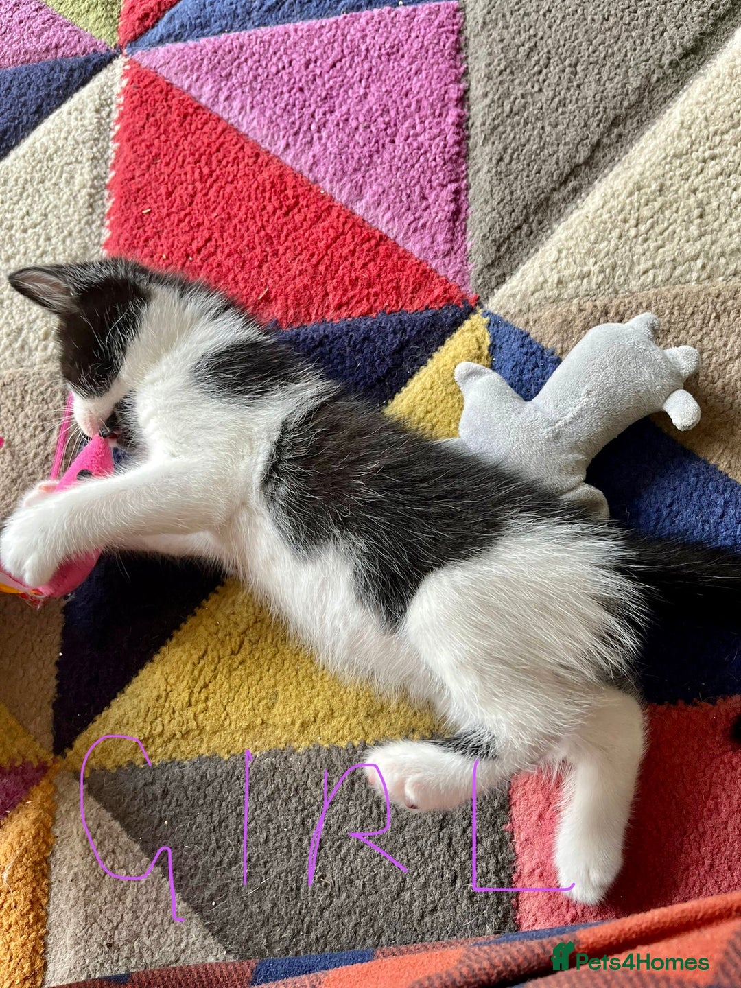 Mixed Breed cats for sale: Beautiful mixed litter  - Image 9