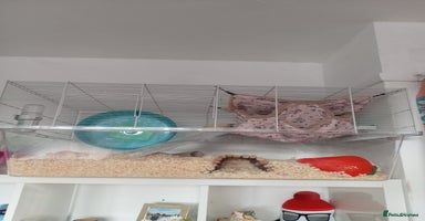 Hamster rodents - Advert 10