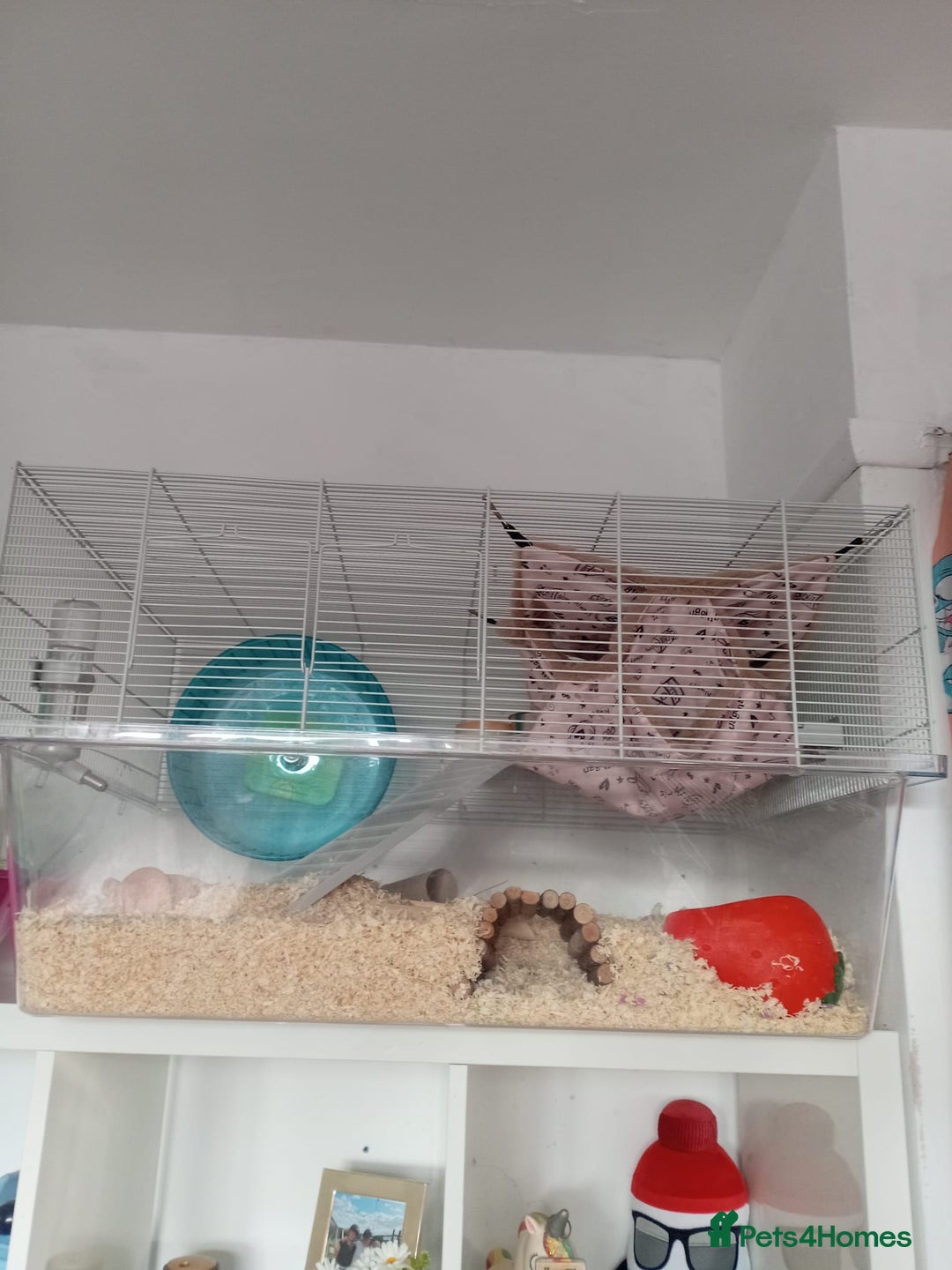 Hamster rodents for sale: Biscuit the hamster - Image 3
