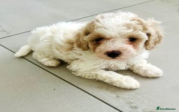 Cavapoochon dogs for sale: 6 beautiful Cavapoochons for sale. Wilmslow. - Image 12