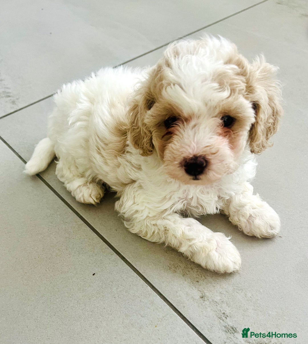 Cavapoochon dogs for sale: 6 beautiful Cavapoochons for sale. Wilmslow. - Image 12