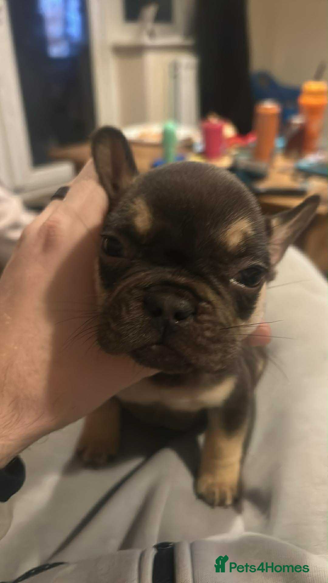 French Bulldog dogs for sale: French bulldog puppies - Image 3