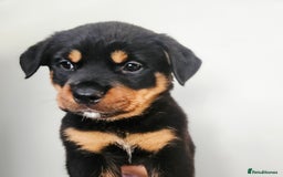 Rottweiler dogs for sale: READY NOW- Beautiful Rottweiler Puppies - Image 6