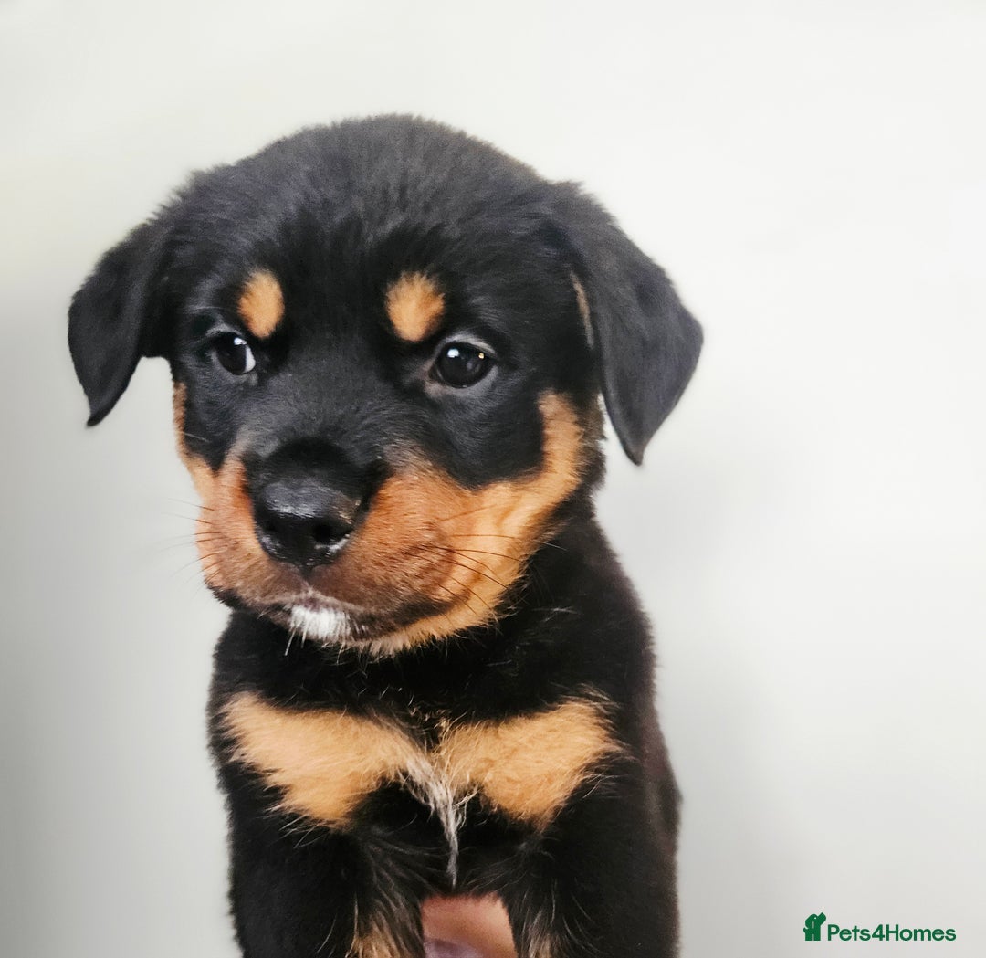 Rottweiler dogs for sale: READY NOW- Beautiful Rottweiler Puppies - Image 6