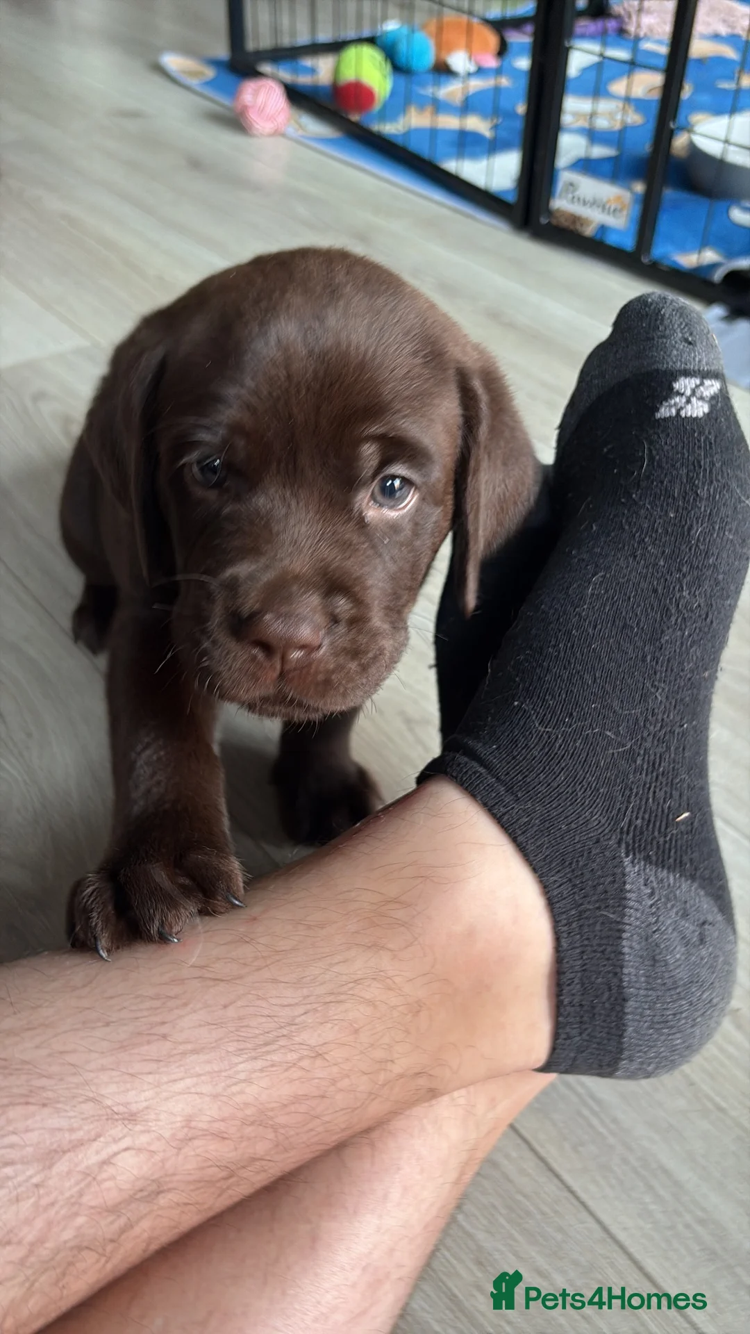 Labrador Retriever dogs for sale: Stunning Lab Puppies available to leave in 2 weeks - Advert 8