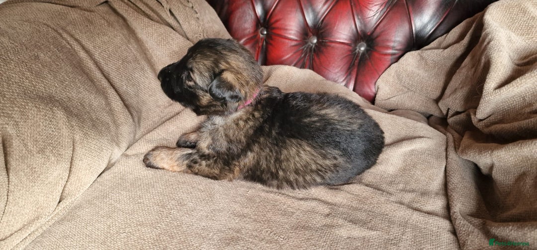 German Shepherd dogs for sale: Long-Haired Straight Back German Shepherd Puppies - Image 13
