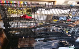 Rat rodents for sale: 4 male rats  - Image 6