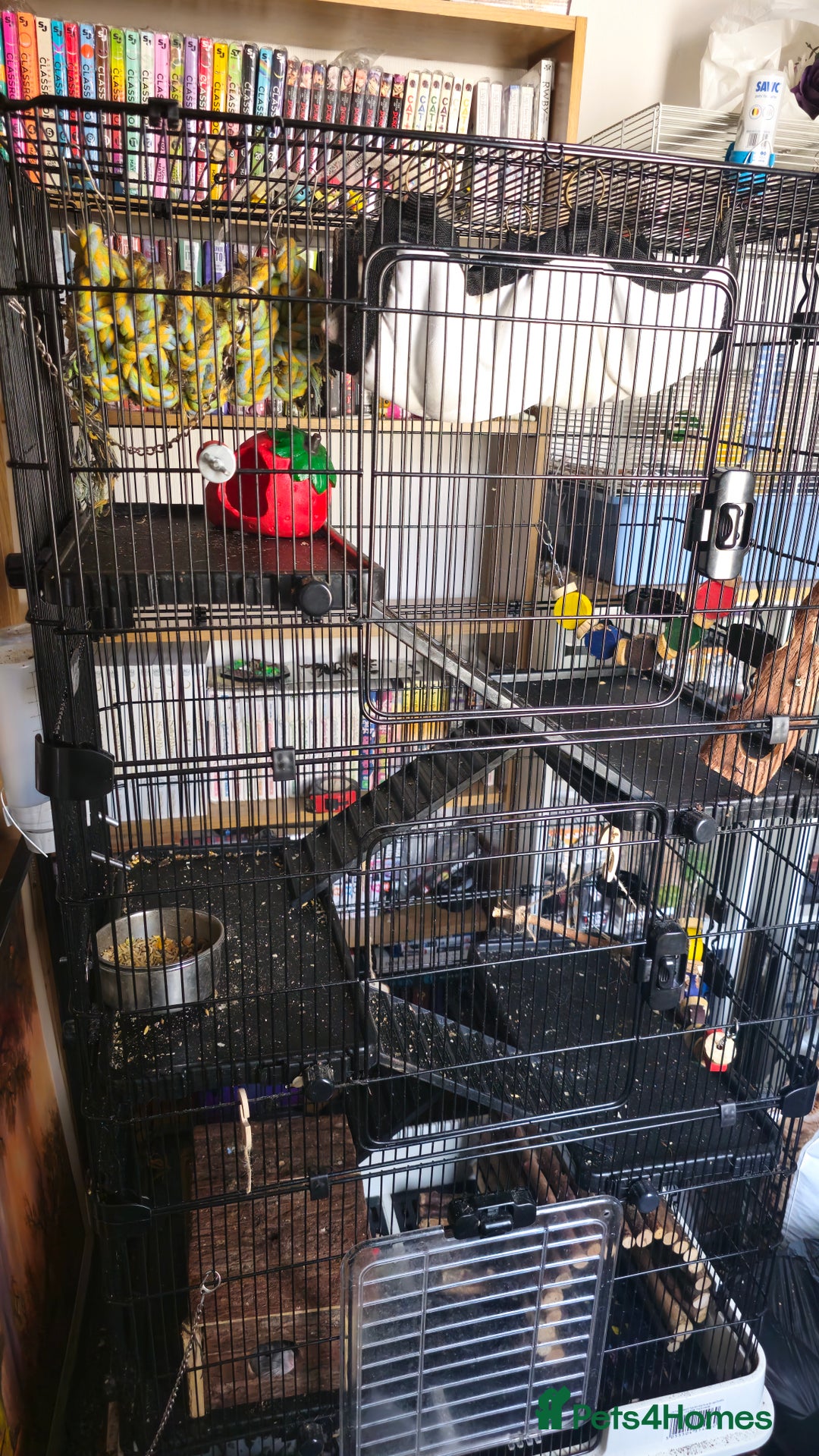 Rat rodents for sale: 4 male rats  - Image 6