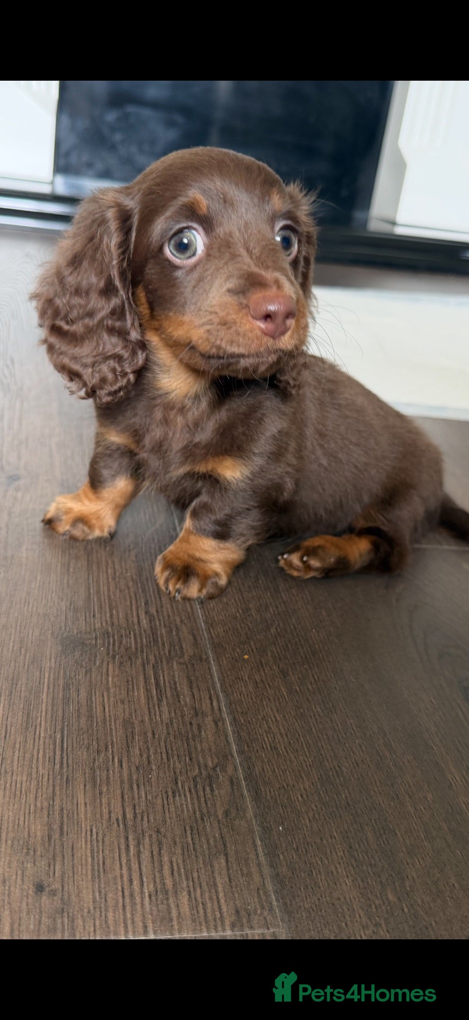 Dachshund dogs Miniature Dachshund Puppies  - Advert 1