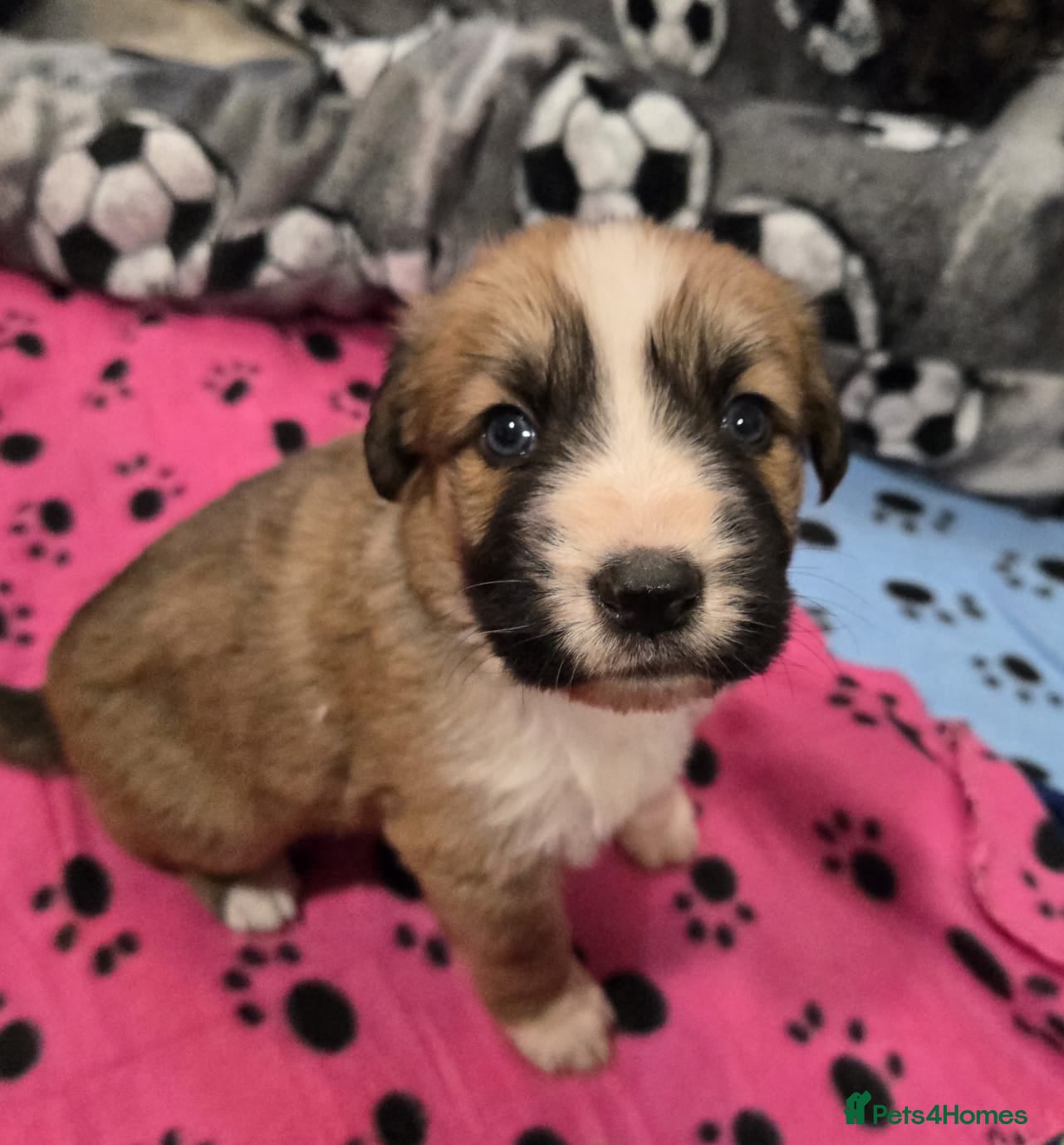 Mixed Breed dogs Highland Shepherd Puppies!!! - Advert 2