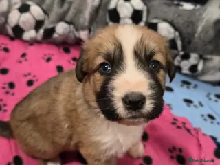 Mixed Breed dogs Highland Shepherd Puppies!!! - Advert 2