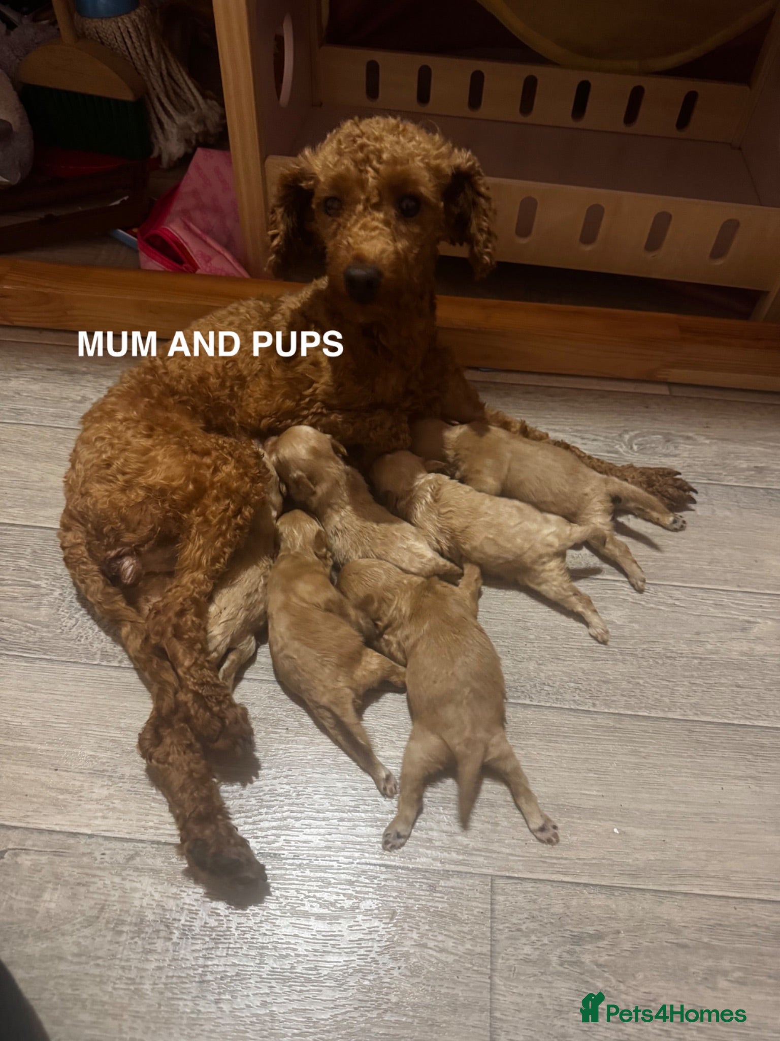 Maltipoo dogs 6 Maltipoo Pups Ready 3rd July - Advert 2