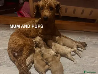 Maltipoo dogs 6 Maltipoo Pups Ready 3rd July - Advert 2