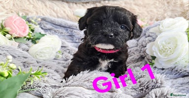 Shihpoo dogs - Advert 2