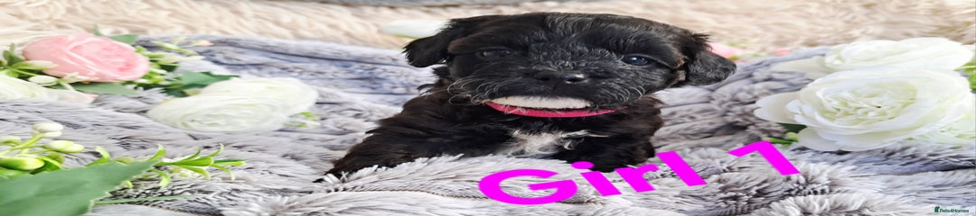 Shihpoo Puppy 1