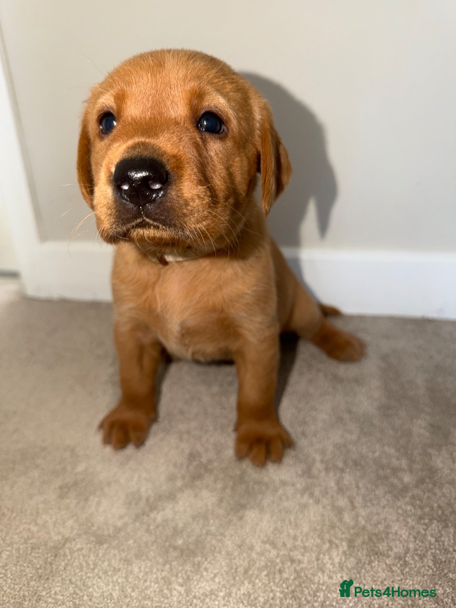 Labrador Retriever dogs KC Registered Fox Red Labrador Puppies - Advert 4