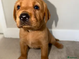 Labrador Retriever dogs KC Registered Fox Red Labrador Puppies - Advert 4