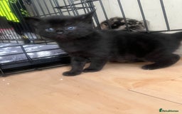 Mixed Breed cats for sale: 4 beautiful friendly mixed breed kittens for sale  in Northwich - Image 11