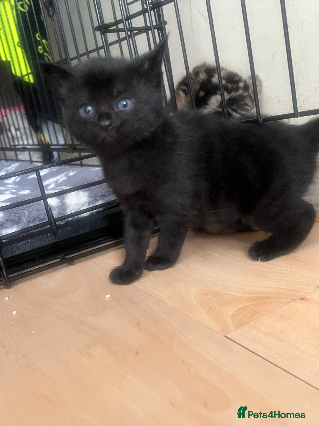 Mixed Breed cats for sale: 4 beautiful friendly mixed breed kittens for sale  in Northwich - Image 11