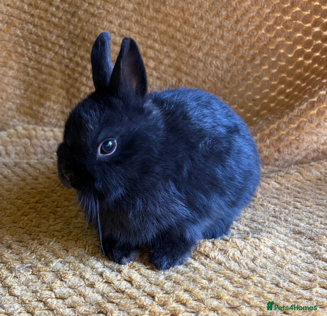 Netherland Dwarf rabbits for sale: Gorgeous Netherland dwarves  - Advert 4
