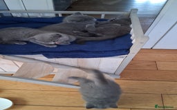 British Shorthair cats for sale: Beautiful British shorthair litter - Image 11