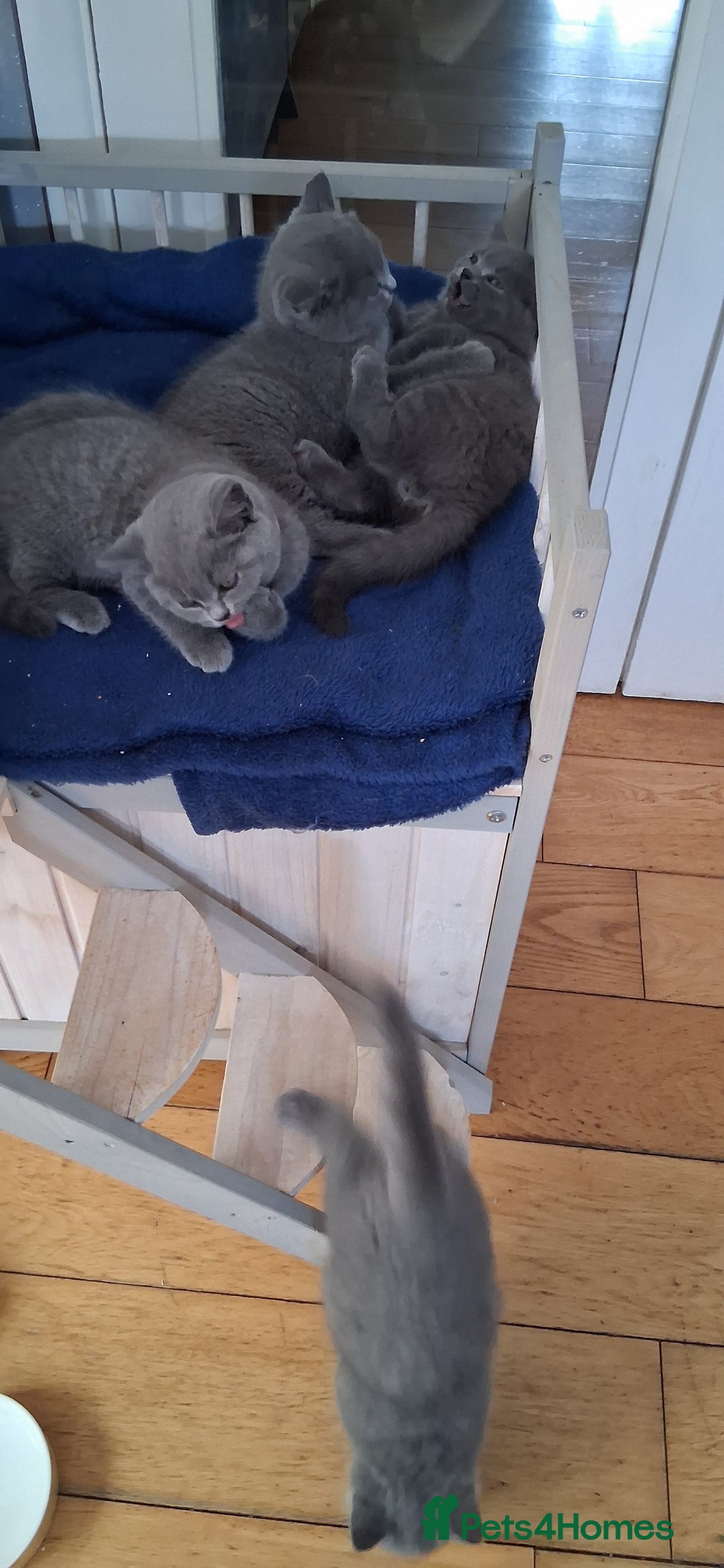 British Shorthair cats for sale: Beautiful British shorthair litter - Image 11