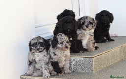 Cavapoo dogs for sale: Beautiful Cavapoochons for sale  - Image 34