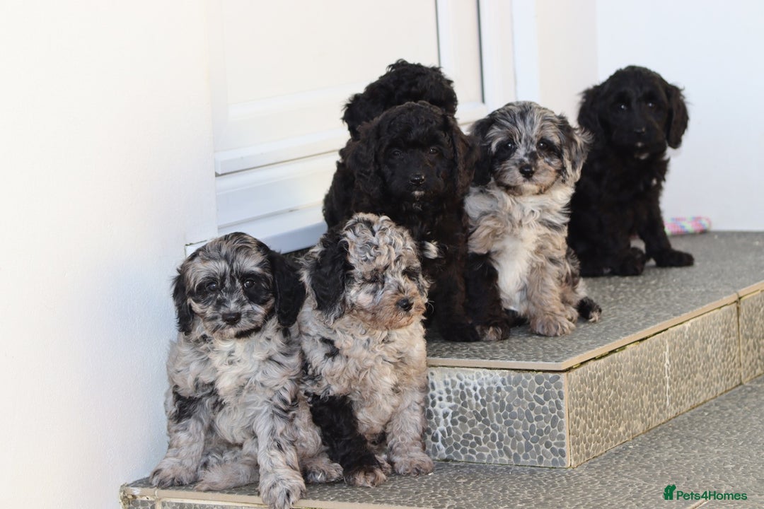 Cavapoo dogs for sale: Beautiful Cavapoochons for sale  - Image 34